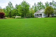 Снігова пліснява. Що це, і як її уникнути?