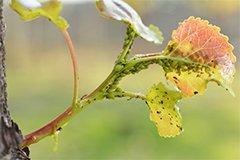 Сисні шкідники в саду. Боротьба з попелиць, щитівкою, хермесом (відео)