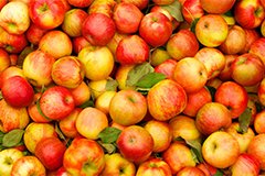 Супер яблука кожному. Як збільшити розмір плодів?