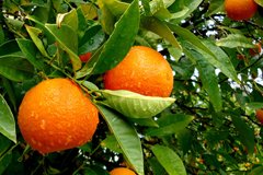 Цитрусові в будинку взимку