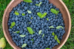 Весняні підгодівлі лохини високорослої - шлях до високого врожаю