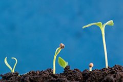 «Органічна» розсада - міфи і реальність