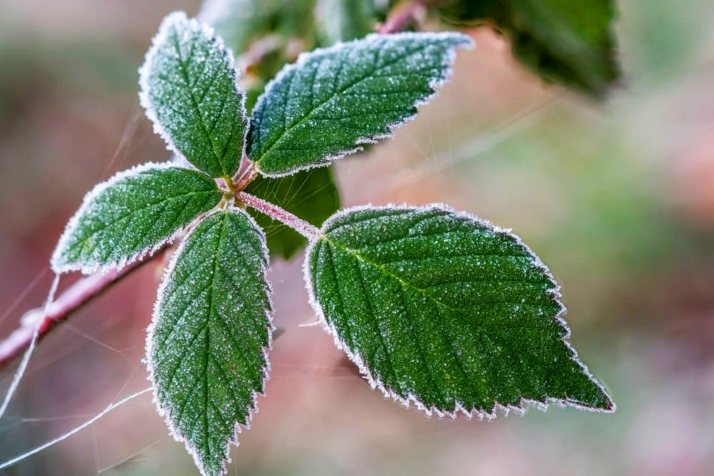 Заморозки. Реанімуємо рослини правильно