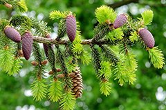 Зимівля хвойних рослин без опіків і снеголома