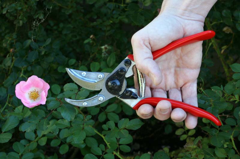 Секатор для роз и цветов, Felco, 100 3