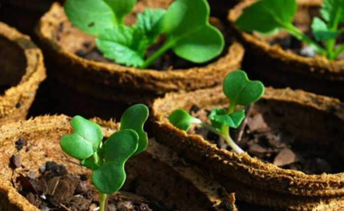 Стаканчик торфяной квадратный, 8х8см, уп. 20шт, TM ROSLA (Росла) 3