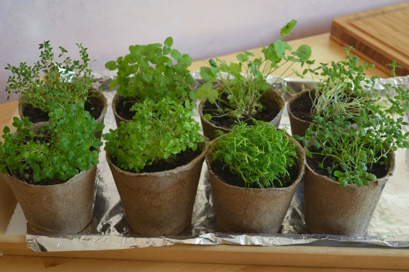 Стаканчик торфяной Jiffy (Джиффи), 11x10см, 20шт, TM ROSLA (Росла) 5