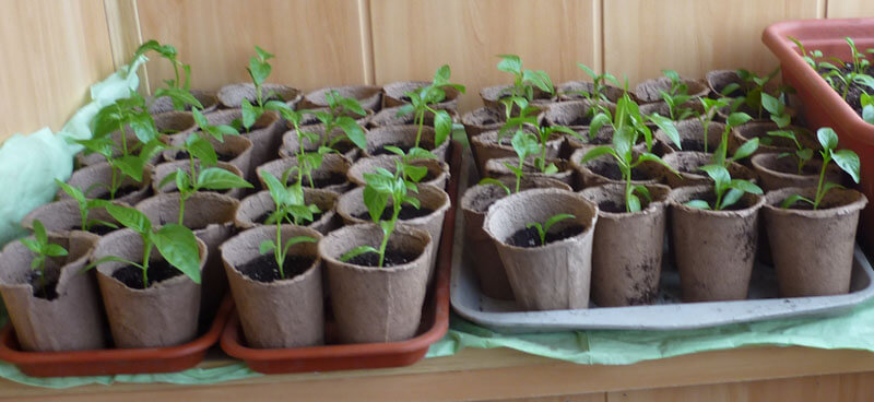 Стаканчик торфяной Jiffy (Джиффи), 11x10см, 20шт, TM ROSLA (Росла) 7