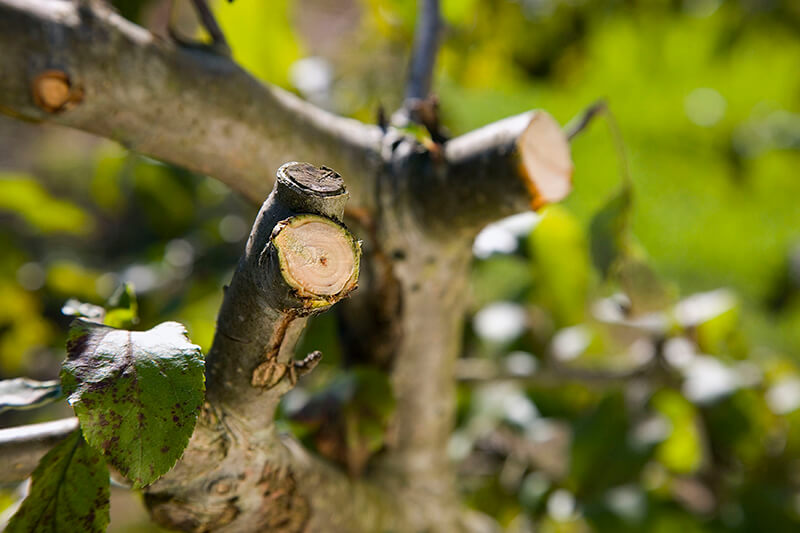 Секатори з храповим механізмом Comfort SmartCut, Gardena, 08798 4