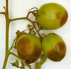 Фунгицид Альетт, 10г, Bayer (Байер) 4