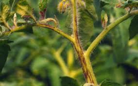 Фунгицид Альетт, 10г, Bayer (Байер) 3