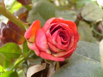 Фунгіцид Захисник (Захисник), 30мл 2