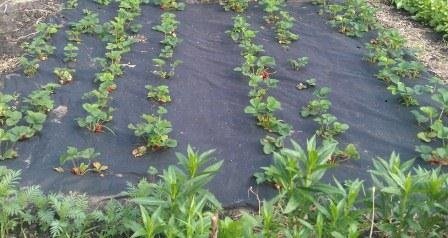 Агроволокно чорне Гео 120 UV, 1.6х12м, Агротекс 2