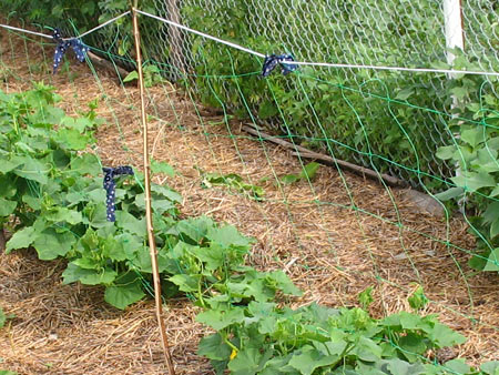 Сетка шпалерная для огурцов, 1.7х20м 2