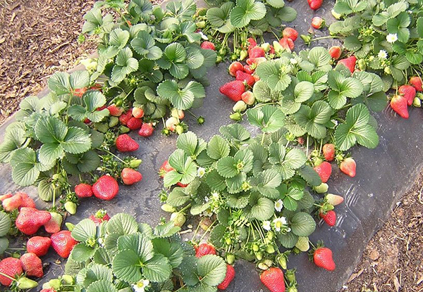 Агроволокно чорне 60 UV, 3,2х10м, Агротекс 2