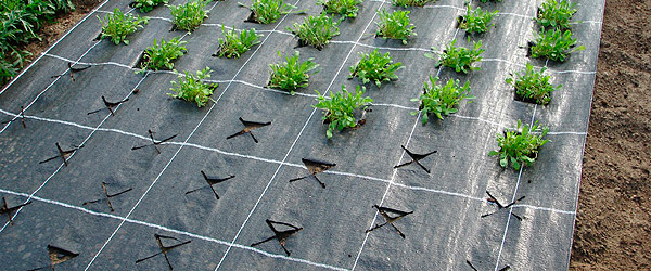 Агроволокно чорне 60 UV, 3,2х10м, Агротекс 5