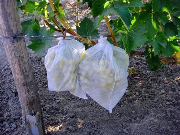 Агроволокно біле 60 UV, 3,2х10м, Агротекс 5