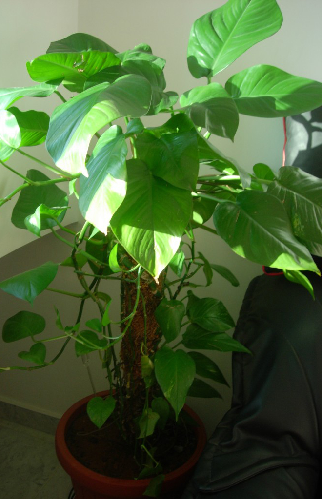 Бамбук - Кокосовая опора, D=25мм, S=40см 3