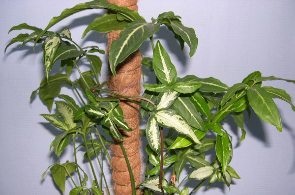 Бамбук - Кокосовая опора, D=25мм, S=40см 2