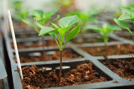 Касета для розсади ОР, 84яч., 520х315х70, яч. 40х40х70, КL5232/84H 2