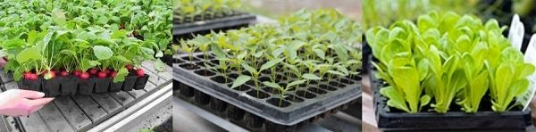 Касета для розсади ОР, 84яч., 520х315х70, яч. 40х40х70, КL5232/84H 3