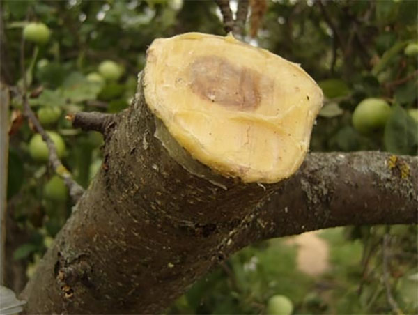 Біобальзам гель на восковій основі, 100г, TM ROSLA (Росла) 2