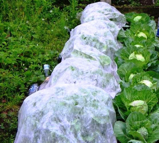 Агроволокно біле 23 UV, 4.2х10м, Agreen 2