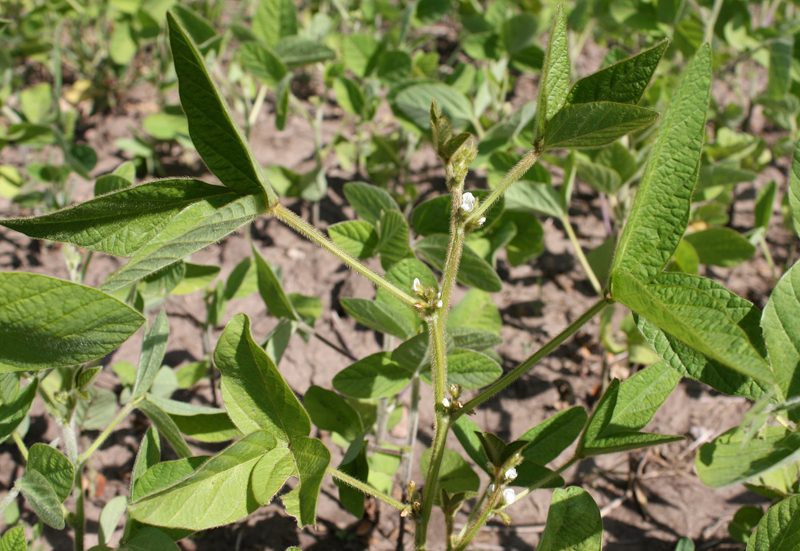 Насіння сої, 1кг, TM ROSLA (Росла) 3