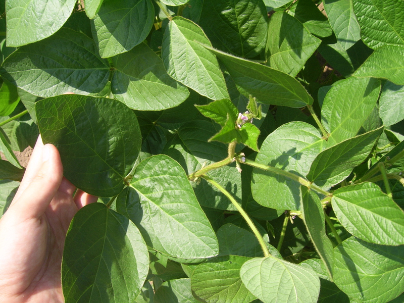 Насіння сої, 1кг, TM ROSLA (Росла) 2