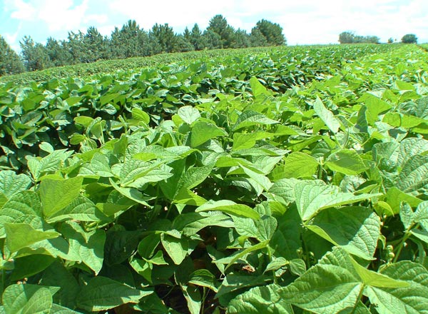 Насіння сої, 1кг, TM ROSLA (Росла) 4