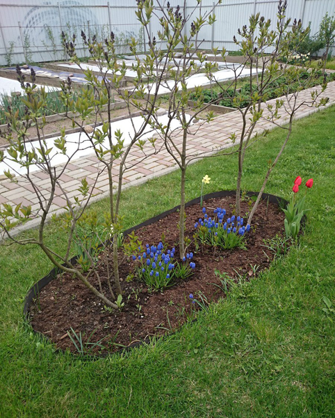 Бордюрна стрічка Экобордюр міні (коричнева), 11см х 10м 2