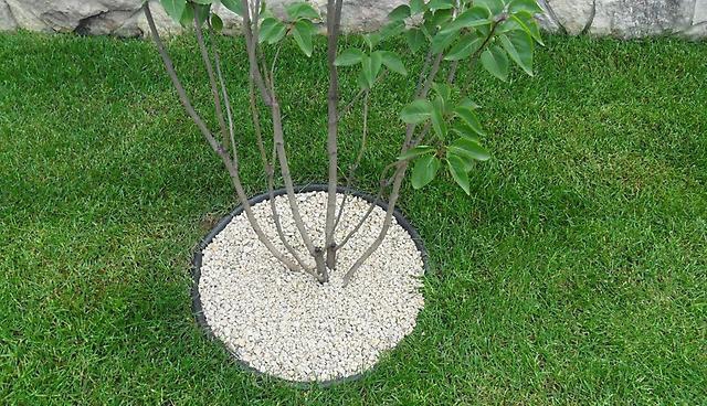 Бордюрна стрічка Экобордюр міні (зелена), 11см х 20м 4