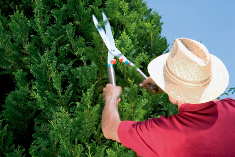 Ножницы для живой изгороди Classic 540 FSC pure, Gardena, 00398 3