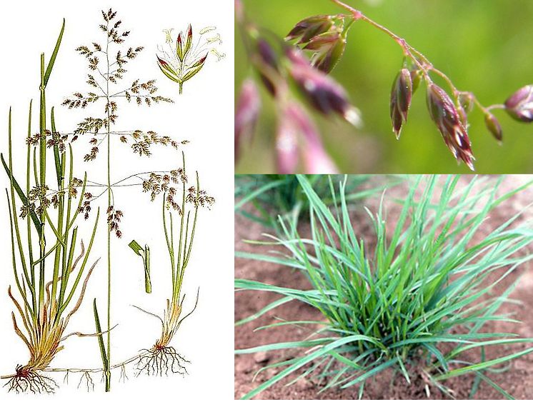 Насіння мятлика лугового (Balin) Grow, DLF Seeds & Science, 1 кг 2