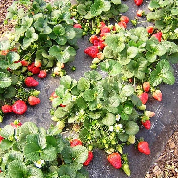 Агроволокно чорне UV 50, 1.6х10м, Growtex 5