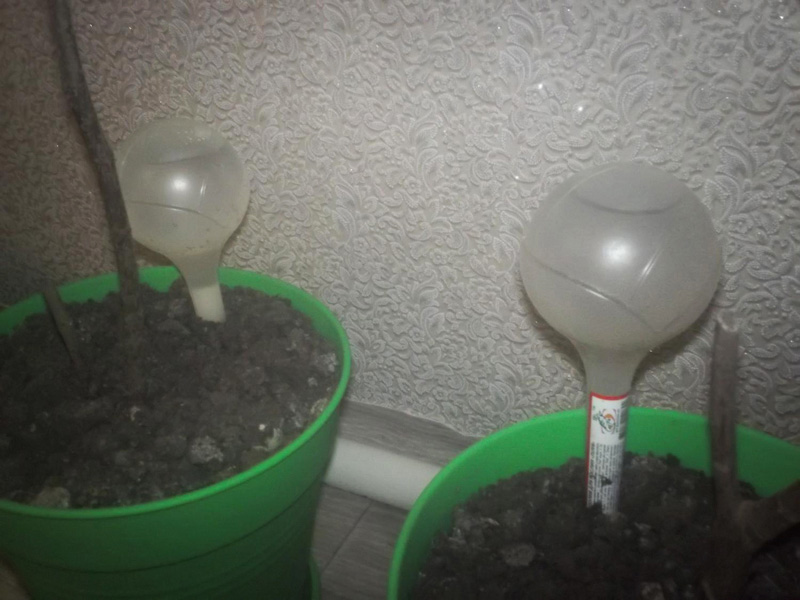 Автополив для растений Лилия 2