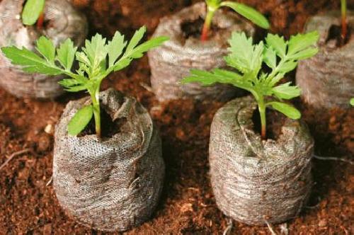 Торфяная таблетка Ellepress (Еллепресс) 100шт, 27мм, TM ROSLA (Росла) 3