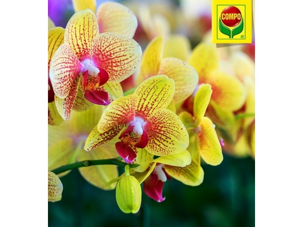 1978 Компо Добриво-палички для орхідей 5