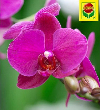 1978 Компо Добриво-палички для орхідей 4