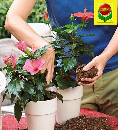 Мінеральне добриво Compo(Компо), добриво універсальне палички 3