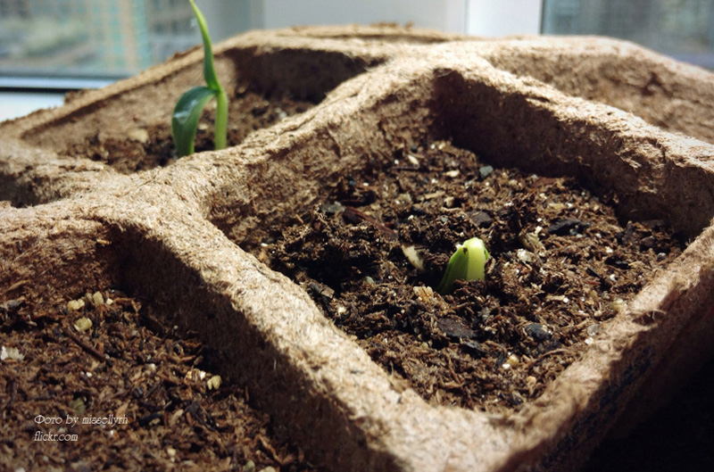 Касета торф'яна 10 клітинок, 6х6см, уп. 10шт, TM RosLa (Зростала) 2