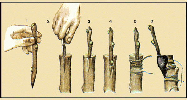 Ніж садовий, 173 мм, складаний, купулировочный, дерев'яна ручка, Палісад, 790028 5