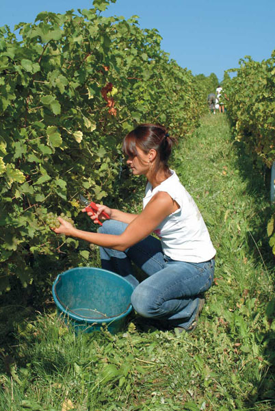 Секатор садовый Felco 300 3