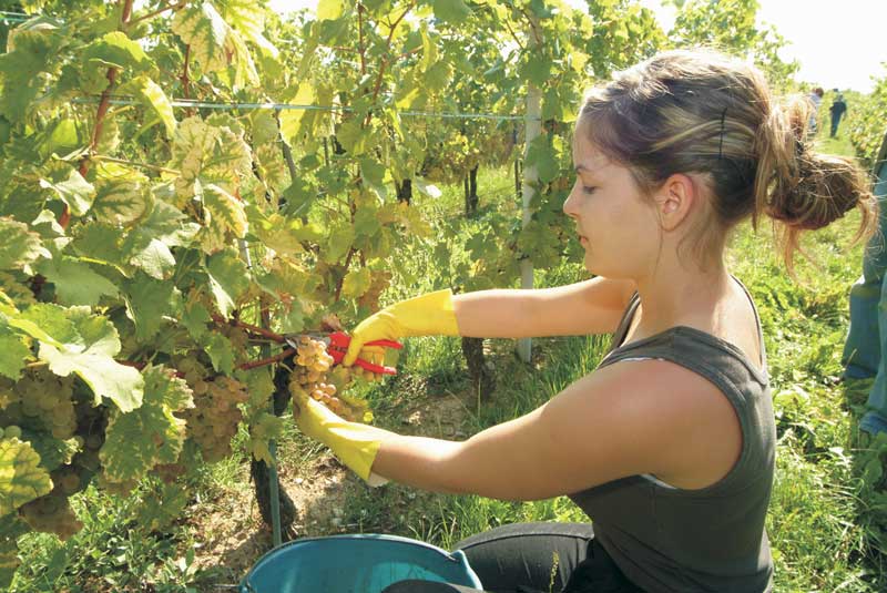 Секатор садовый Felco 300 4