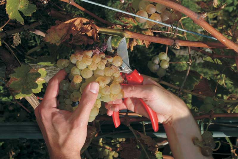 Секатор садовый Felco 300 6