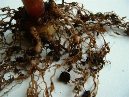 Біоінсектицид Нематодос з фунгіцидними властивостями, 10 г 3