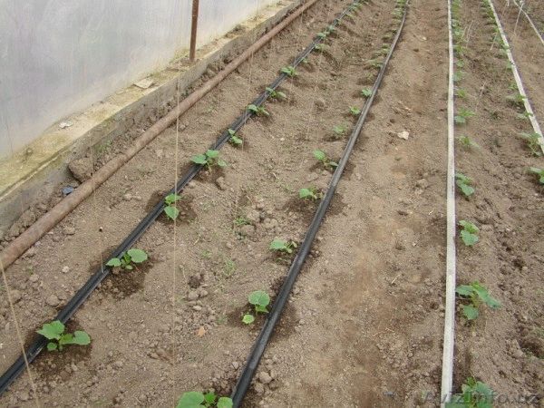 Крапельна стрічка, 8mil/15см/100м, Україна 1