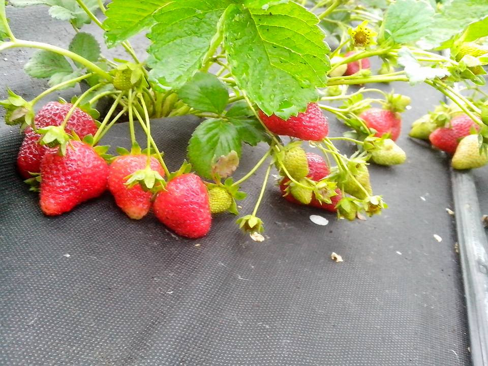 Агроволокно черное Гео 90 UV, 0.8х12м, Агротекс 2