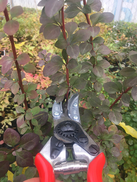 Секатор для роз и цветов, Felco, 100 4