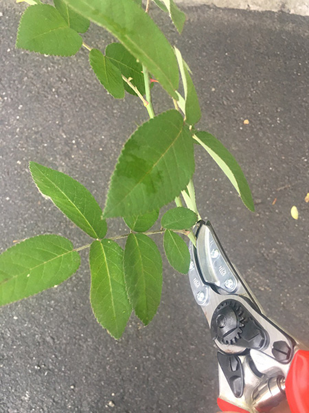 Секатор для роз и цветов, Felco, 100 5